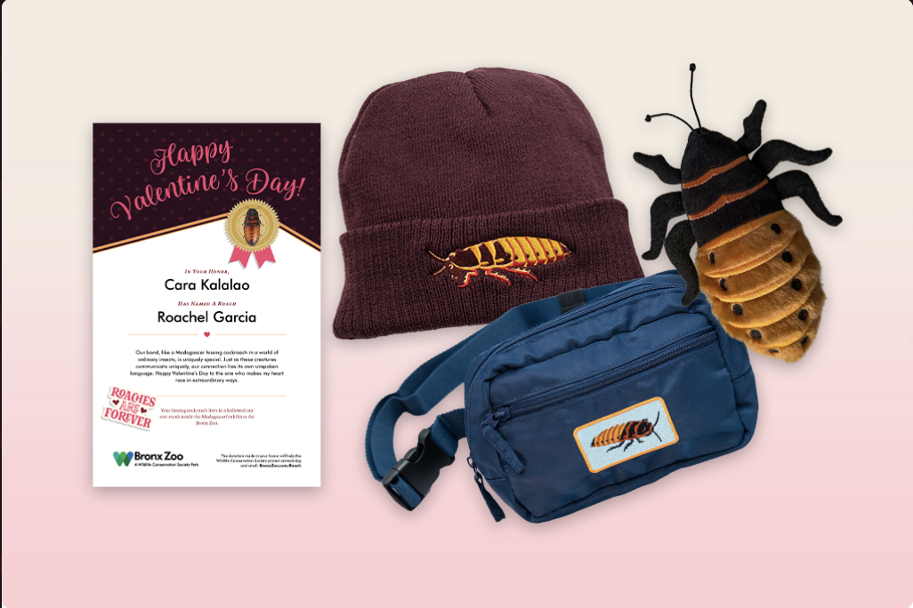 Bronx Zoo's Valentine's Day tradition returns: Name a cockroach